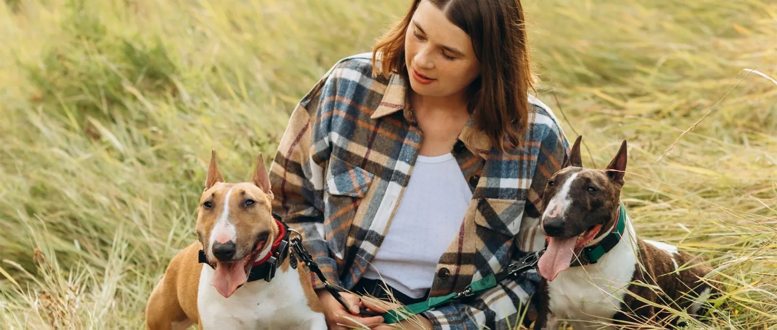 Happy dogs and dog owners