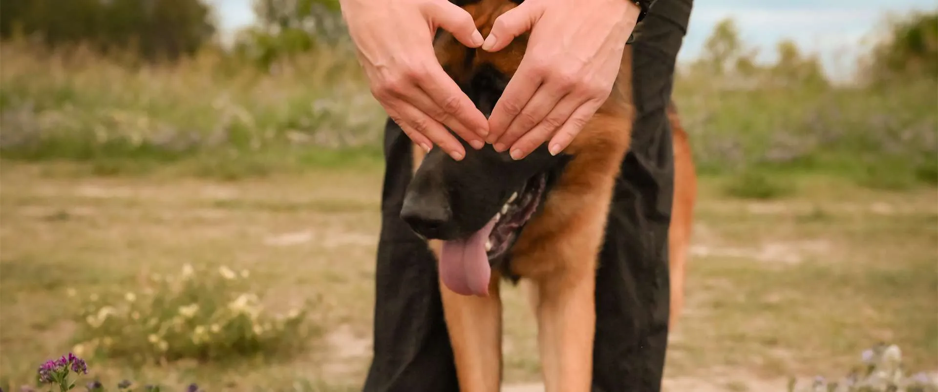Professional dog training session
